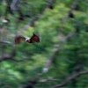 Kalon australsky - Pteropus poliocephalus - Gray-headed Flying Fox o1224